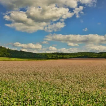 Ολοκληρώνεται συντόμως η Β' φάση του Έργου «Γεωργία με Ευφυΐα» - Ψηφιακός Μετασχηματισμός του Γεωργικού Τομέα – Η αποτίμηση