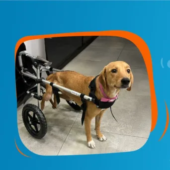 Η Allianz και η Plus2Feet συνεχίζουν τη συνεργασία τους με σκοπό να προσφέρουν ελπίδα και κίνηση σε ζώα με αναπηρία