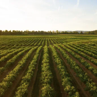 ΑΑΔΕ-myAGRO: Απλοποιείται η διαδικασία υποβολής της Ενιαίας Αίτησης Ενίσχυσης