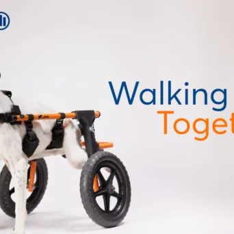 Allianz και Plus2Feet: Το “Walking Together” συνεχίζει να δίνει κίνηση σε αδέσποτα ζώα με κινητικά προβλήματα