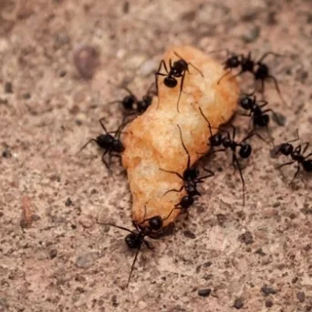 Υπάρχει η τέλεια συνταγή για ομαδικότητα με υψηλή αποδοτικότητα;