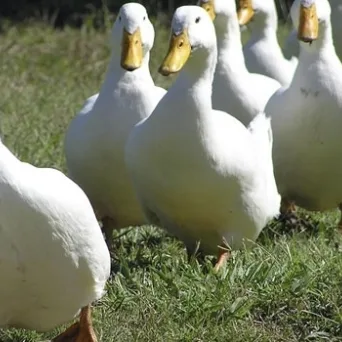 Τα αγροδιατροφικά μας προϊόντα followers στις διεθνείς αγορές