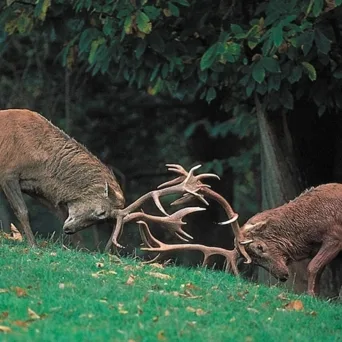 Conflict Coaching για Στελέχη: Επίλυση διαπροσωπικών συγκρούσεων