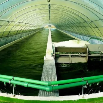 H Σπιρουλίνα Νιγρίτας στις παγκόσμιες αγορές