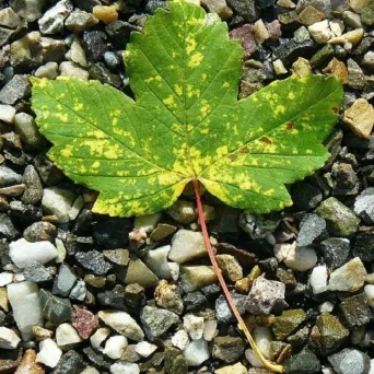 Κάν' το όπως η Walmart: Από τον καταναλωτισμό στη βιώσιμη ανάπτυξη