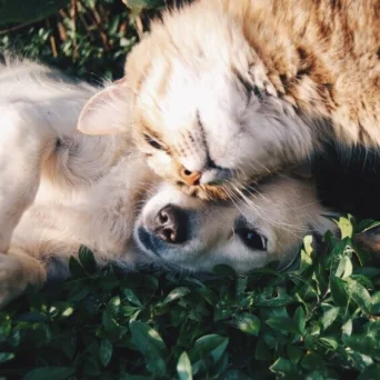 Η φιλοζωία και η φροντίδα της φύσης στην μικρή και μεσαία επιχείρηση