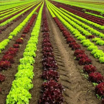 Η Πειραιώς συνεχίζει τη χρηματοδότηση του αγροτικού τομέα μέσω του Ταμείου Εγγυήσεων Αγροτικής Ανάπτυξης