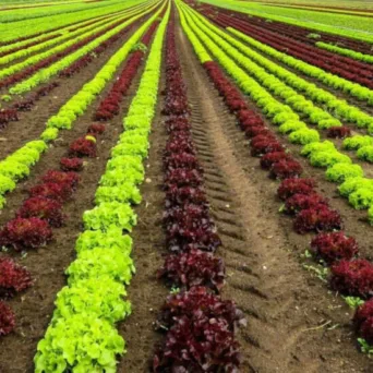 H ασφάλιση του αγροδιατροφικού τομέα χρειάζεται τεχνική κατάρτιση και τοπική παρουσία