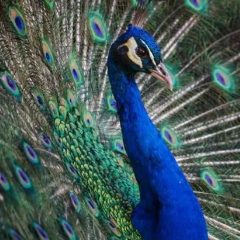 Η επικινδυνότητα της επίδειξης