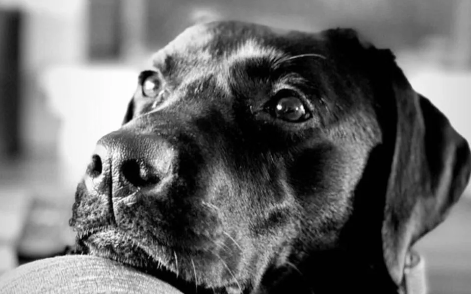 Νέα συνεργασία ΑΒ Βασιλόπουλος & Liberty Guide Dogs - Στο πλευρό των ατόμων με οπτική αναπηρία