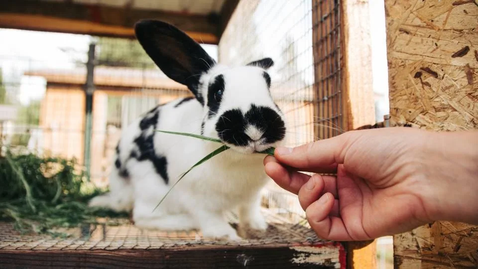 Έρευνα Samsung: Το 59% των Ευρωπαίων δεν θα μείωνε τα έξοδά του για τα κατοικίδια