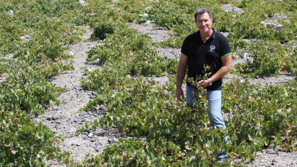 Tι περιμένουμε από τη νέα σοδειά στη Σαντορίνη;