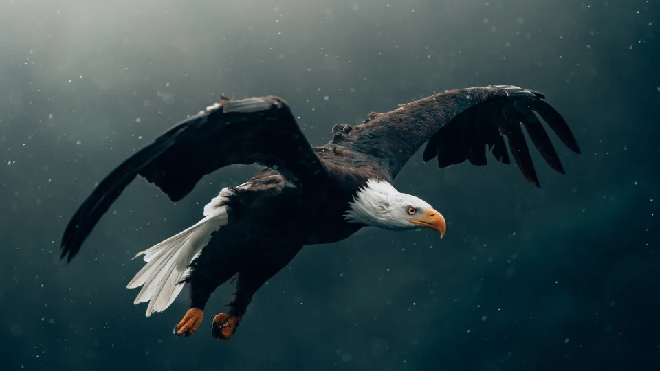 Περισκόπιο Ασφαλιστικής Αγοράς: Τα σπασμένα φτερά χωράνε σε κούτες συσκευασίας