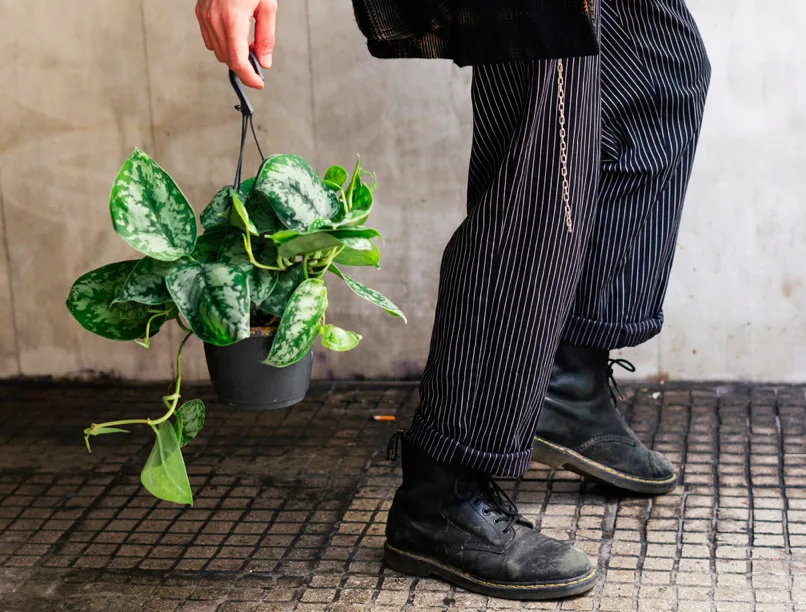 O Vincent Theunissen του "Katais" μας δίνει συμβουλές για τα φυτά στα μπαλκόνια και τις βεράντες μας