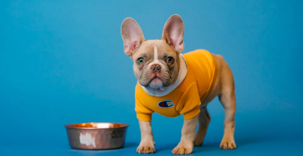 Κατοικίδια: Μια παγκόσμια εξελισσόμενη βιομηχανία