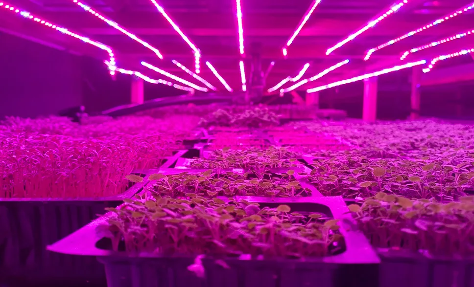 Τα microgreens των εστιατορίων μεγαλώνουν σε ένα πρώην γκαράζ στο Βύρωνα