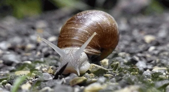 Κέρδος 2.500 ευρώ ανά στρέμμα από τα σαλιγκάρια