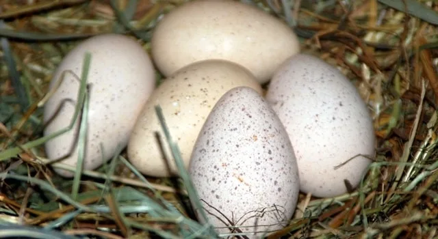 Αυγά γαλοπούλας ΑΘΡΑΥΣΤΑ με τη χρήση της νανοτεχνολογίας!