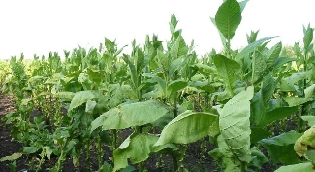 Ανανέωση και επέκταση συνεργασίας της Τράπεζας Πειραιώς για Συμβολαιακή Γεωργία στα καπνά Ανατολικού Τύπου με την «Μισσιριάν Α.Ε.»