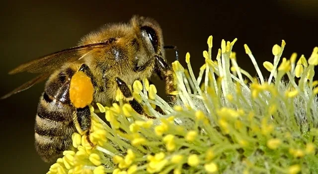 Δημιουργία Εθνικού Καταλόγου Αρωματικών και Φαρμακευτικών Φυτών
