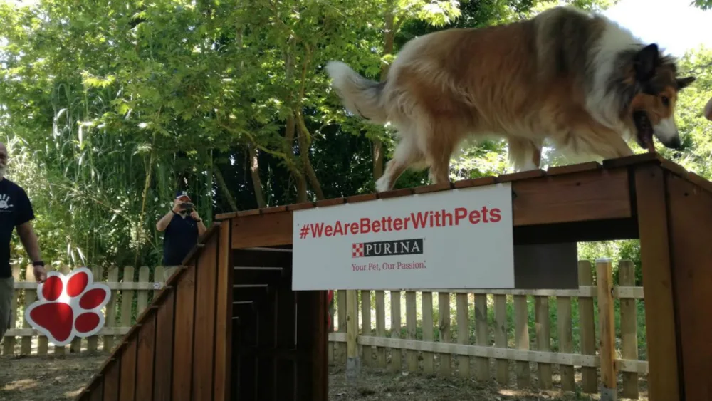 Costa Navarino: Πάνω από 40 αδέσποτα ζώα έχουν βρει σπίτι στην Ελλάδα και στο εξωτερικό