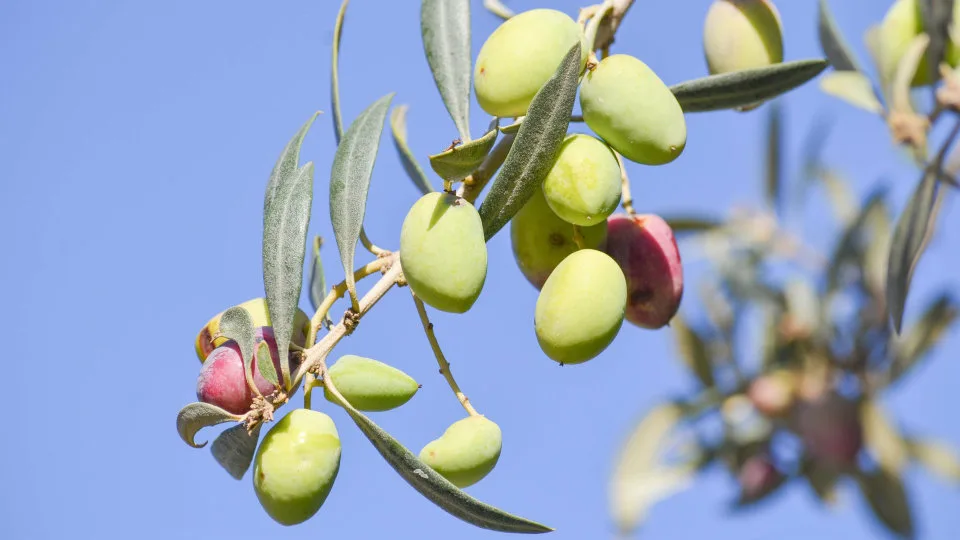 Συνεχίζεται η υποβολή αιτημάτων για την ενίσχυση 126 εκατ. ευρώ στους ελαιοπαραγωγούς