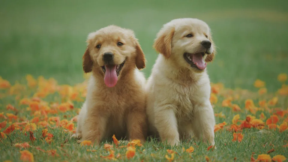 Η Βρετανία βάζει τέλος στην πώληση κουταβιών από τα pet shops