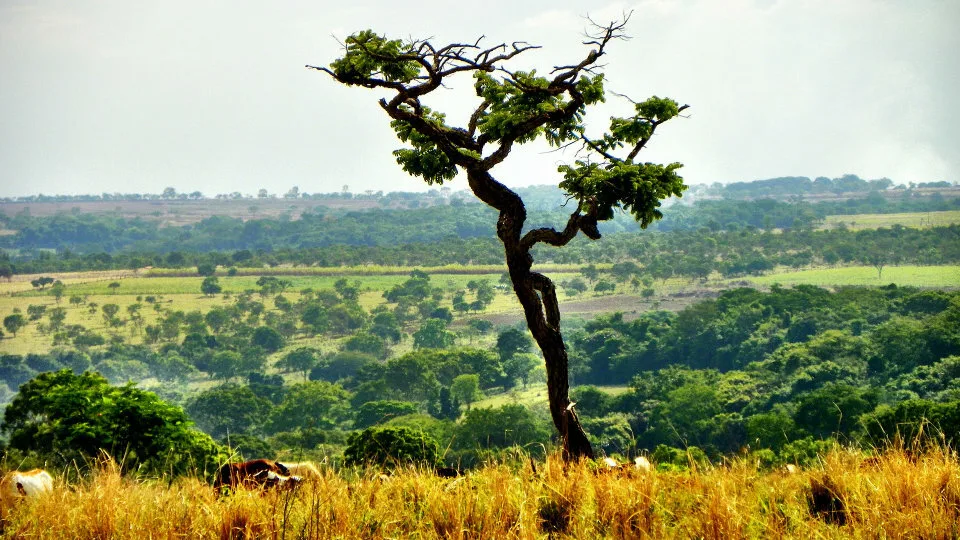 Αρχές Οικονομικής του Περιβάλλοντος και Αειφορία: Μια ενοποιημένη οικονομική & οικολογική προσέγγιση
