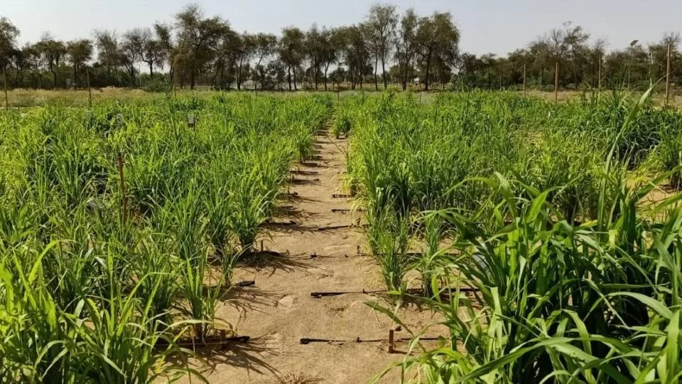 Μια νορβηγική startup μετατρέπει τις ξηρές ερήμους σε εύφορες καλλιέργειες