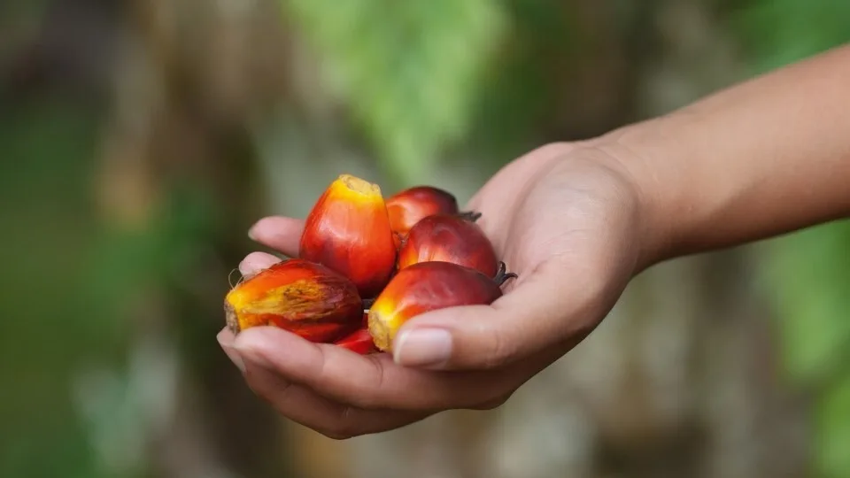 Mondelēz: Προωθεί την προμήθεια βιώσιμου φοινικέλαιου με ενισχυμένη ιχνηλασιμότητα