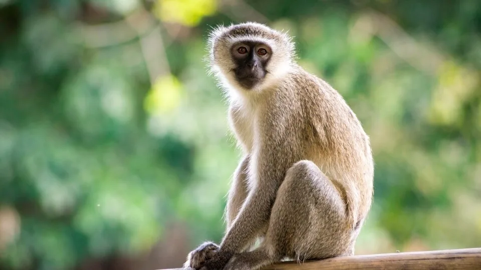 Μαλαισία: Ένας πίθηκος «έκλεψε» smartphone και άρχισε να «βγάζει» selfies