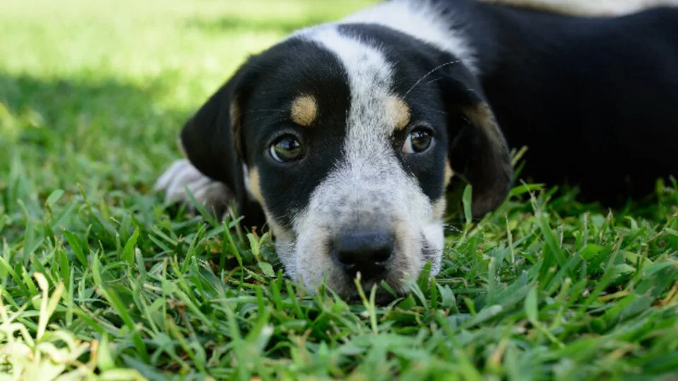 Ενημέρωση και ευαισθητοποίηση για τα ζώα στο Πανεπιστήμιο Πειραιώς