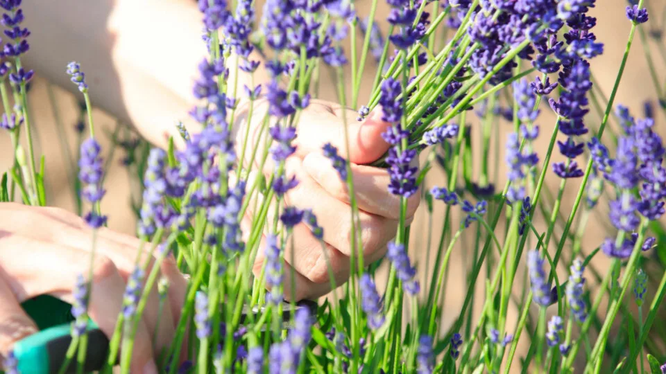 TAP: Ολοκληρώνεται το επενδυτικό πρόγραμμα «Ευδόκιμη Γη» ύψους 1 εκατ. ευρώ