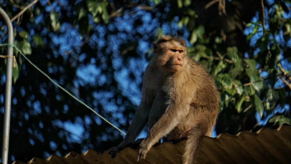 Ο Elon Musk διασύνδεσε τον εγκέφαλο ενός πιθήκου - Και πλέον μπορεί να παίξει video games