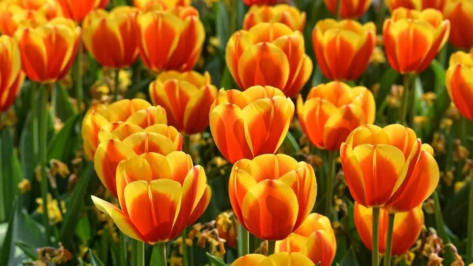 Πωλητήρια ασφαλιστικών στην Ελλάδα, τι λένε κύκλοι της αγοράς