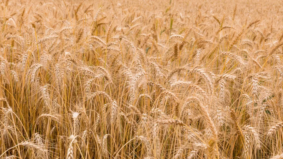 ​Κομισιόν: Δημιουργία λωρίδων αλληλεγγύης για την εξαγωγή γεωργικών προϊόντων από την Ουκρανία