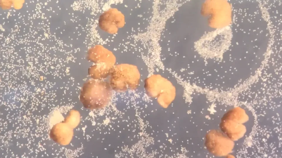 Τα πρώτα ζωντανά ρομπότ στον κόσμο μπορούν πλέον να αναπαραχθούν