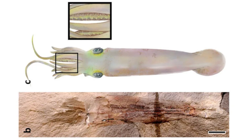 Ανακαλύφθηκε πρόγονος του χταποδιού που ζούσε πριν 328 εκατ. χρόνια - Ονομάστηκε Syllipsimopodi bideni