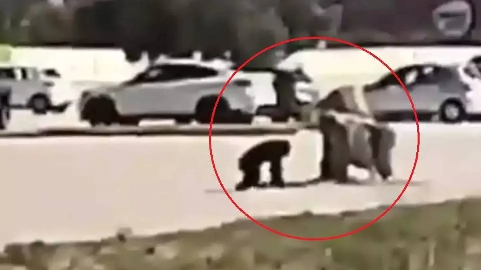 Παρέμβαση Αμυρά για το περιστατικό με τον χιμπατζή στο Αττικό Ζωολογικό Πάρκο