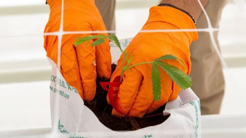 Η Ελλάδα υποδέχεται από το Ισραήλ τα πρώτα φυτά Φαρμακευτικής Κάνναβης