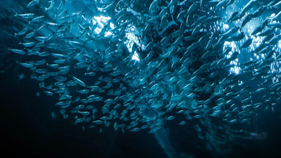 Η TRATA εφαρμόζει το πρόγραμμα «0,01€ κάνει τη διαφορά».