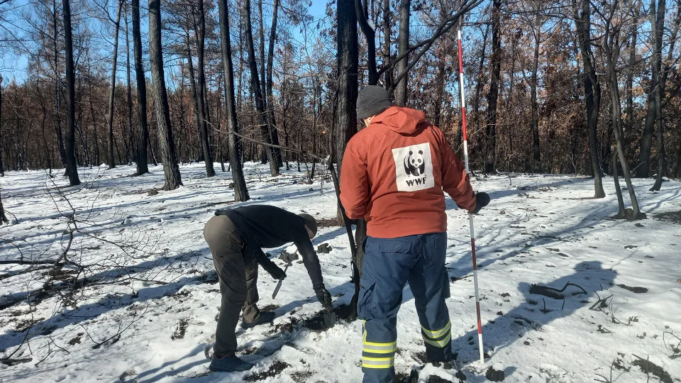 WWF: Για ένα ζωντανό δάσος στον Έβρο - Μελέτη αποκατάστασης