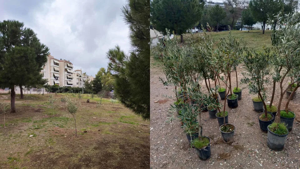 ΚΕΠΑ: Δενδροφυτεύσεις σε δύο λόφους του Δ. Αλίμου στο πλαίσιο του «75UN – 75 Trees UNAI SDG7»