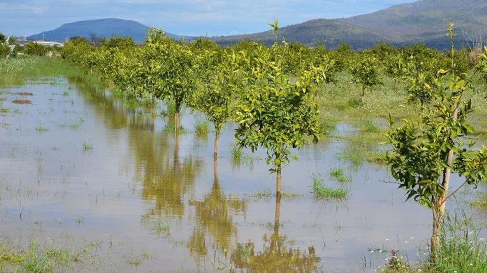 ΕΛ.Γ.Α.: Καταβολή 2,4 εκατ. ευρώ για αποκατάσταση ζημιών στο φυτικό κεφάλαιο