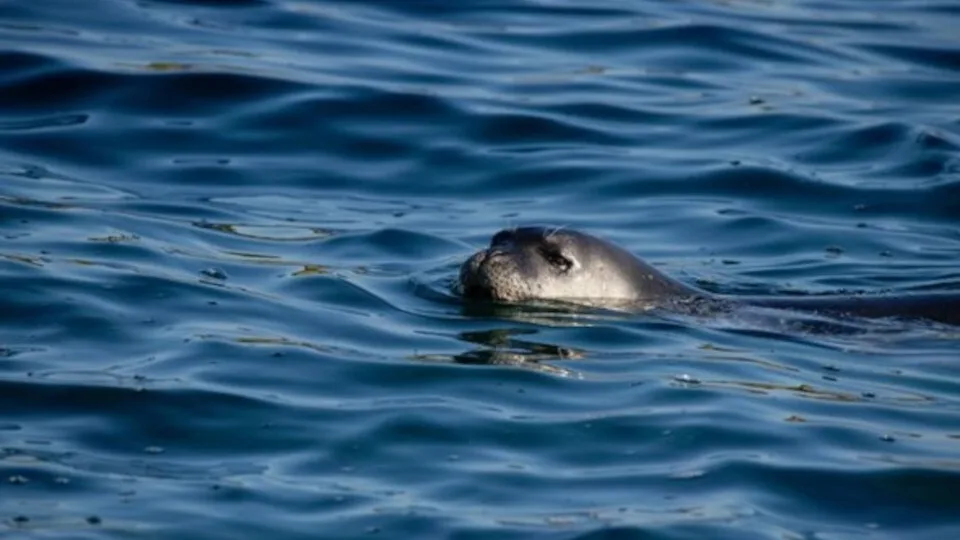 Νέα περιβαλλοντική αποστολή για τη διάσωση της μεσογειακής φώκιας στο Ιόνιο Πέλαγος