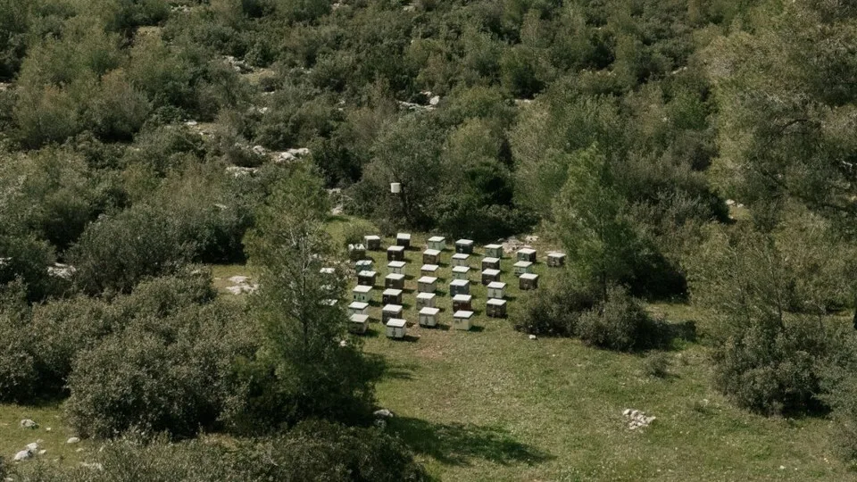 Πρόγραμμα «SAVE THE BEE - The Parnitha Bee Project»: Ολοκληρώθηκε η 1η φάση, ξεκινά η 2η