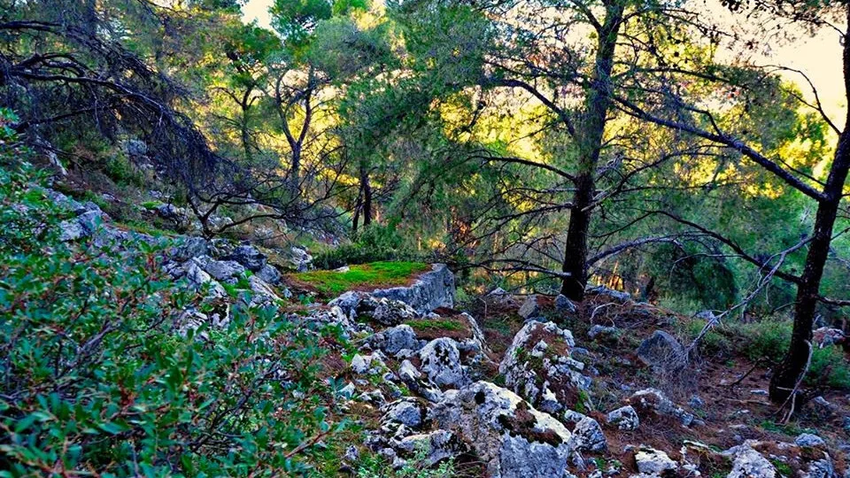 Η Nova ICT υλοποιεί το έργο «Έξυπνο Δάσος» για το Όρος Αιγάλεω - Ποιος ο στόχος