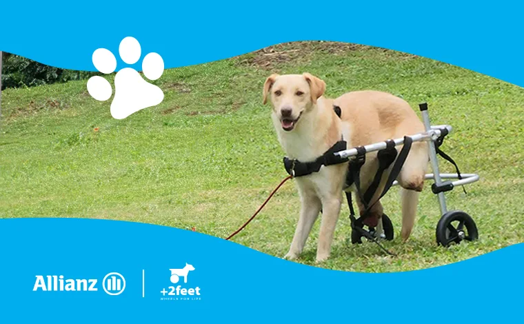 Allianz και Plus2Feet συνεχίζουν να δίνουν κίνηση και ελπίδα στα ζώα που το χρειάζονται, μέσω της δράσης «Walking Together»