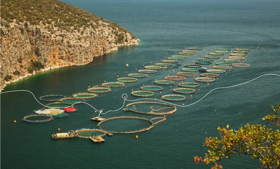 Έκθεση: Οι βιομηχανικές ιχθυοκαλλιέργειες στην Ελλάδα στερούν τροφή σε 1 εκατ. ανθρώπους