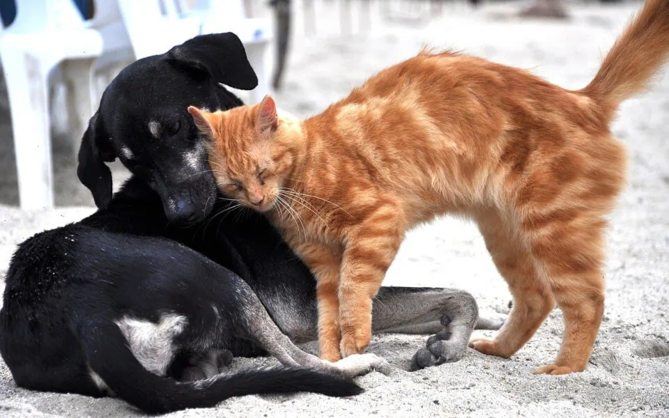 Rispet & A Little Shelter ενώνουν δυνάμεις για τα αδέσποτα